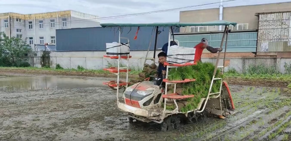 江苏靖江百乐博小8行杂交水稻作业中，，，，，，，，效果效率都相当好